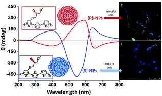 Graphical abstract: Enantiopure polythiophene nanoparticles. Chirality dependence of cellular uptake, intracellular distribution and antimicrobial activity