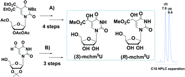 Graphical abstract: Novel entry to the synthesis of (S)- and (R)-5-methoxycarbonylhydroxymethyluridines – a diastereomeric pair of wobble tRNA nucleosides