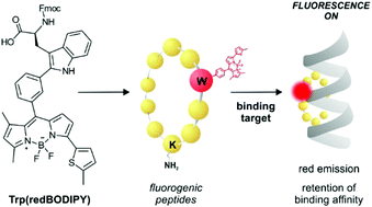 Graphical abstract: Fluorogenic Trp(redBODIPY) cyclopeptide targeting keratin 1 for imaging of aggressive carcinomas