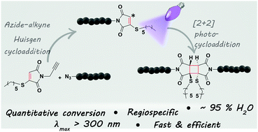 Graphical abstract: Synthesis and [2+2]-photodimerisation of monothiomaleimide functionalised linear and brush-like polymers