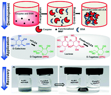 Graphical abstract: Development of recyclable magnetic cross-linked enzyme aggregates for the synthesis of high value rare sugar d-tagatose in aqueous phase catalysis