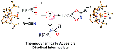 Graphical abstract: Peroxocobalt(iii) species activates nitriles via a superoxocobalt(ii) diradical state