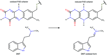 Graphical abstract: Quantum chemical (QM:MM) investigation of the mechanism of enzymatic reaction of tryptamine and N,N-dimethyltryptamine with monoamine oxidase A