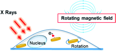 Graphical abstract: Versatile magnetic microdiscs for the radio enhancement and mechanical disruption of glioblastoma cancer cells