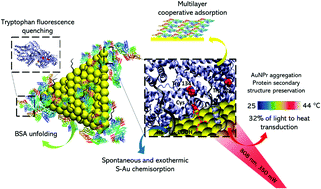 Graphical abstract: Adsorption of bovine serum albumin on gold nanoprisms: interaction and effect of NIR irradiation on protein corona