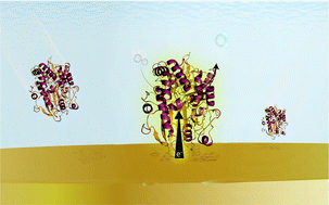 Graphical abstract: Single enzyme electroanalysis