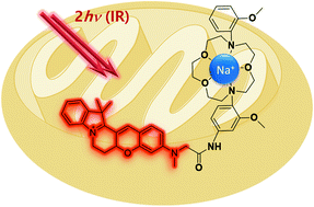 Graphical abstract: A red-emissive two-photon fluorescent probe for mitochondrial sodium ions in live tissue