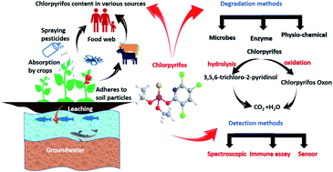 Graphical abstract: Chlorpyrifos in environment and food: a critical review of detection methods and degradation pathways