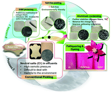 Graphical abstract: A salt-free pickling and chrome-free tanning technology: a sustainable approach for cleaner leather manufacturing