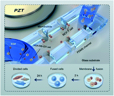 Graphical abstract: Rapid cell pairing and fusion based on oscillating bubbles within an acoustofluidic device