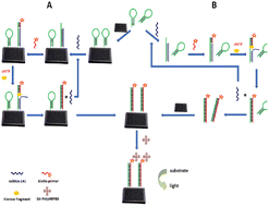 Graphical abstract: Comparison of chemiluminescent heterogeneous and homogeneous–heterogeneous assays coupled with isothermal circular strand-displacement polymerization reaction amplification for the quantification of miRNA-141