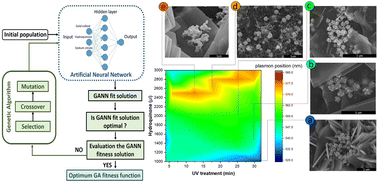 Graphical abstract: Machine learning ensures rapid and precise selection of gold sea-urchin-like nanoparticles for desired light-to-plasmon resonance