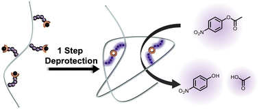 Graphical abstract: Peptide based folding and function of single polymer chains