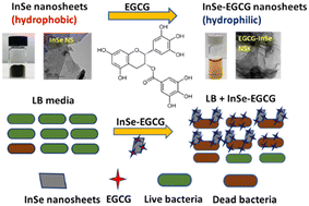 Graphical abstract: Colloidal stabilization of hydrophobic InSe 2D nanosheets in a model environmental aqueous solution and their impact on Shewanella oneidensis MR-1