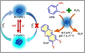 Graphical abstract: pH-Switchable phenylalanine-templated copper nanoclusters: CO2 probing and efficient peroxidase mimicking activity