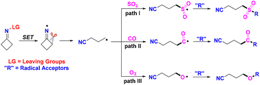 Graphical abstract: Recent advances in ring-opening of cyclobutanone oximes for capturing SO2, CO or O2via a radical process