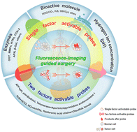 Graphical abstract: Activatable probes with potential for intraoperative tumor-specific fluorescence-imaging guided surgery