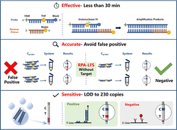 Graphical abstract: Rapid detection of HPV16 utilizing recombinase polymerase amplification with the employment of an extremely low concentration of the probe