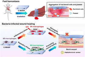 Graphical abstract: Photodynamic hemostatic silk fibroin film with photo-controllable modulation of macrophages for bacteria-infected wound healing