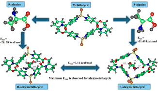 Graphical abstract: Chiral recognition of amino acids through homochiral metallacycle [ZnCl2L]2