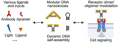 Graphical abstract: DNA-modulated dimerization and oligomerization of cell membrane receptors