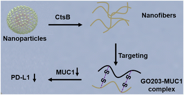 Graphical abstract: Biosynthesis of multifunctional transformable peptides for downregulation of PD-L1