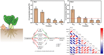Graphical abstract: Supplying silicon reduces cadmium accumulation in pak choi by decreasing soil Cd bioavailability and altering the microbial community