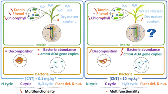 Graphical abstract: Carbon nanotubes alter agrosystem multifunctionality