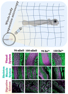 Graphical abstract: Expansion microscopy revealed specific impacts of nano zinc oxide on early organ development in fish