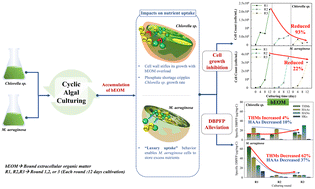 Graphical abstract: Effect of extracellular organic matter (EOM) accumulation on algal proliferation and disinfection by-product precursors during cyclic cultivation