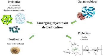 Graphical abstract: Emerging mycotoxins and preventive strategies related to gut microbiota changes: probiotics, prebiotics, and postbiotics – a systematic review