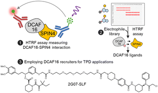 Graphical abstract: Exploiting the DCAF16–SPIN4 interaction to identify DCAF16 ligands for PROTAC development