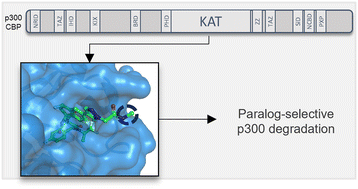 Graphical abstract: Development of p300-targeting degraders with enhanced selectivity and onset of degradation