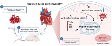 Graphical abstract: Biogenic derived nanoparticles modulate mitochondrial function in cardiomyocytes