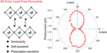 Graphical abstract: A polar two-dimensional lead-free hybrid perovskite for self-powered polarization-sensitive photodetection