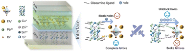 Graphical abstract: Inorganic Cu2ZnSnS4 hole transport layer for perovskite light-emitting diodes