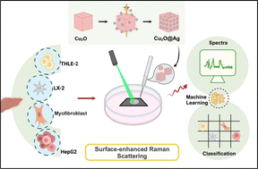 Graphical abstract: A cubic Cu2O@Ag bioprobe for label-free SERS classification of hepatic fibrosis and hepatocellular carcinoma