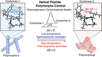 Graphical abstract: Intramolecular CH⋯π attraction mediated conformational polymorphism of constrained helical peptides
