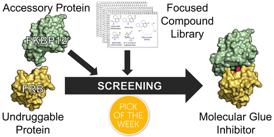 Graphical abstract: Discovery of fully synthetic FKBP12-mTOR molecular glues