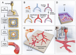 Graphical abstract: Advancements in 3D gel culture systems for enhanced angiogenesis in bone tissue engineering