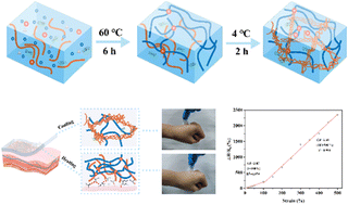 Graphical abstract: A polyacrylamide/gelatin/tannic acid-modified carbon nanotube double network hydrogel with skin temperature-triggered adhesion and high sensitivity for wearable sensors