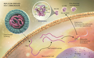 Graphical abstract: Signatures of native-like glycosylation in RNA replicon-derived HIV-1 immunogens