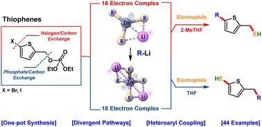 Graphical abstract: Lithium zincate-enabled divergent one-pot dual C–C bond formation in thiophenes