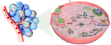 Graphical abstract: A GSH-consuming nanoamplifier for synergistic SO2 gas therapy and ferroptosis promotion