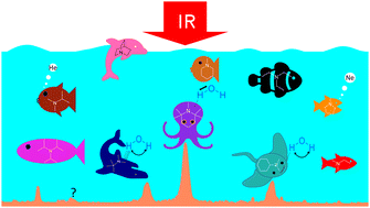 Graphical abstract: The universal vibrational dynamics of water bound to tertiary amines: more than just Fermi resonance