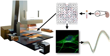Graphical abstract: Concussive injuries induce neuronal stress-dependent tau mislocalization to dendritic spines with acrolein and functional network alteration in TBI-on-a-chip