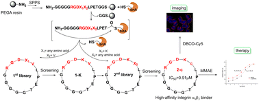 Graphical abstract: Macrocyclic RGD-peptides with high selectivity for αvβ3 integrin in cancer imaging and therapy
