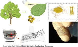 Graphical abstract: Bioinspired leaf vein-architected gold nanowire ecoflexible biosensors for ultrasensitive occlusal force monitoring