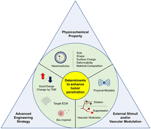 Graphical abstract: Factors governing tumor penetration of nanomedicines: intrinsic and extrinsic determinants