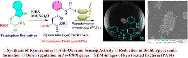 Graphical abstract: PIDA-mediated synthesis of kynurenine derivatives by oxidative fragmentation of the tryptophan scaffold